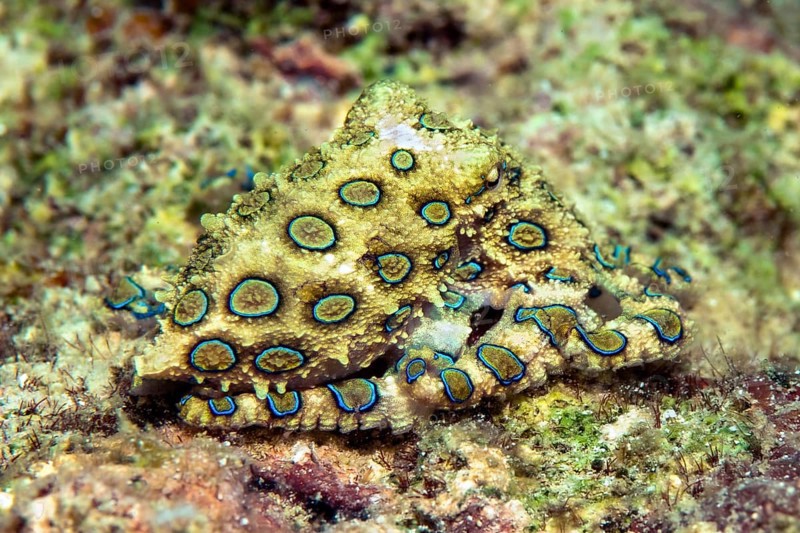 Blue ringed Octopus