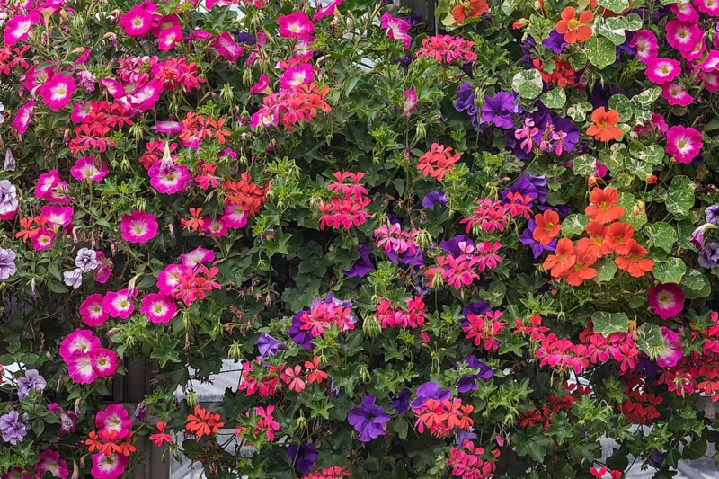 Autumn blossoms
