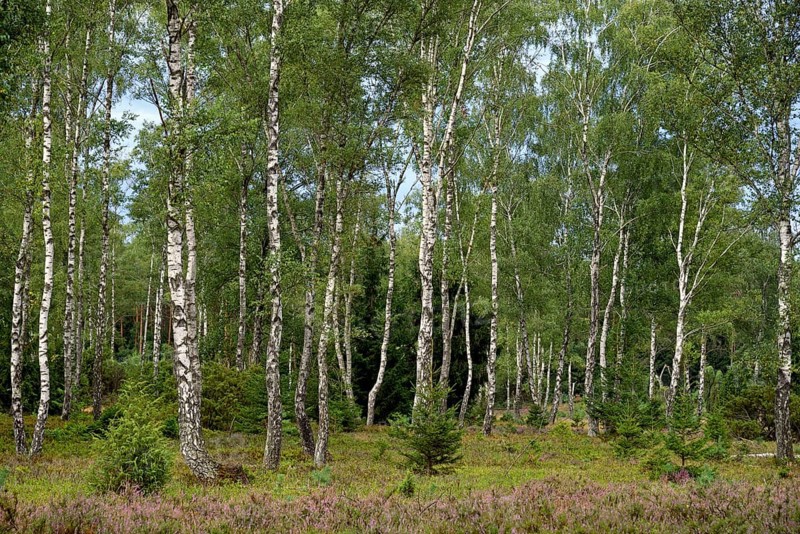 Heathland