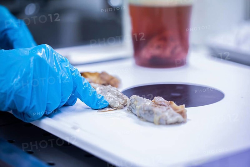 Laboratory technician prepares sample from a bovine animal in the food control laboratory with knife
