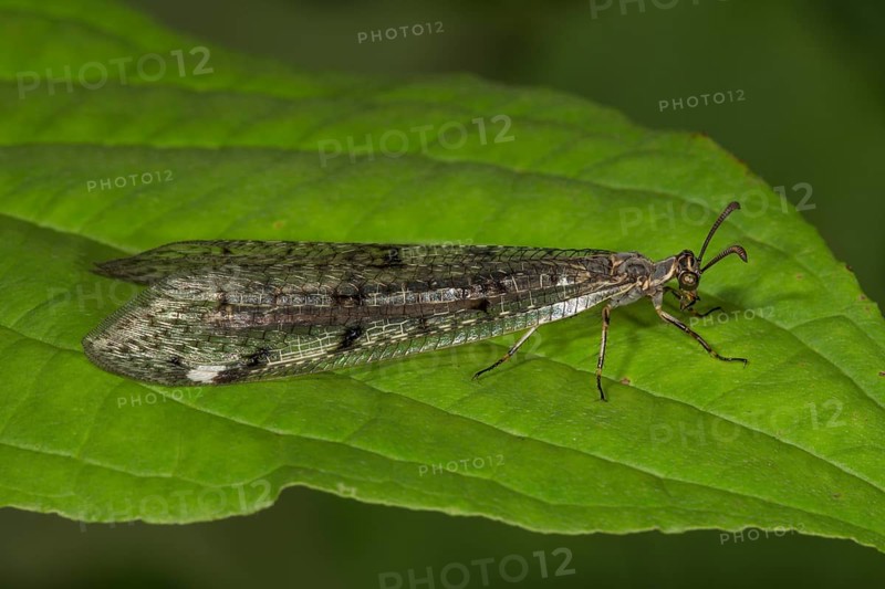 European ant lion