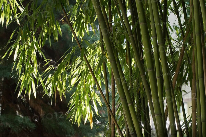 Bamboo