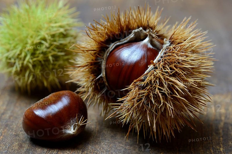 Fruit of the sweet chestnut