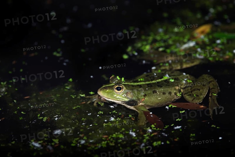 Marsh frog