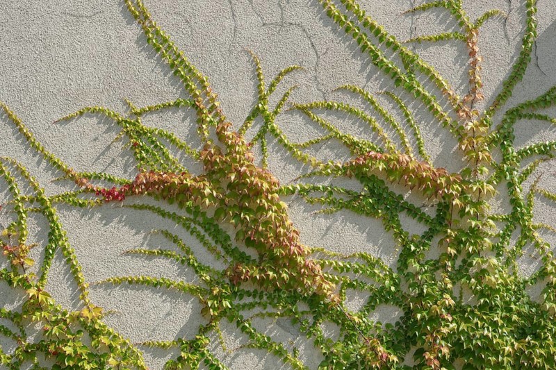Boston ivy