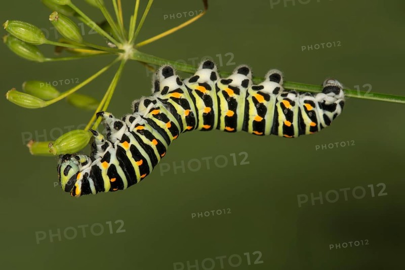 Swallowtail