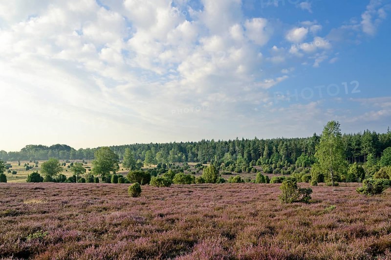 View over the extensive Ellerndorf juniper heath at flowering time of the Common Heather