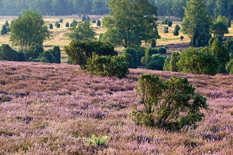 View over the extensive Ellerndorf juniper heath at flowering time of the Common Heather