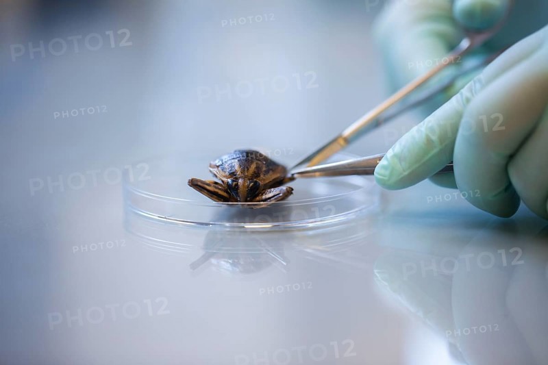 Bugs with petri dish and tweezers in a laboratory with hand and laboratory glove being prepared