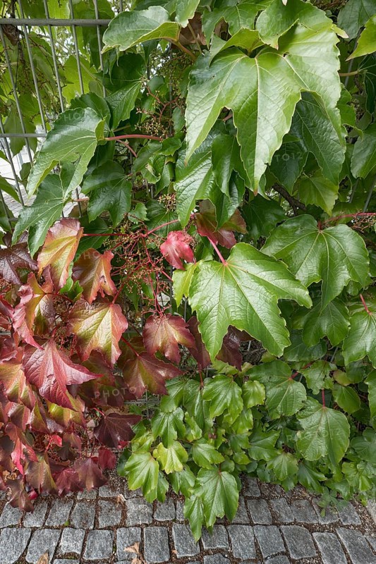 Boston ivy