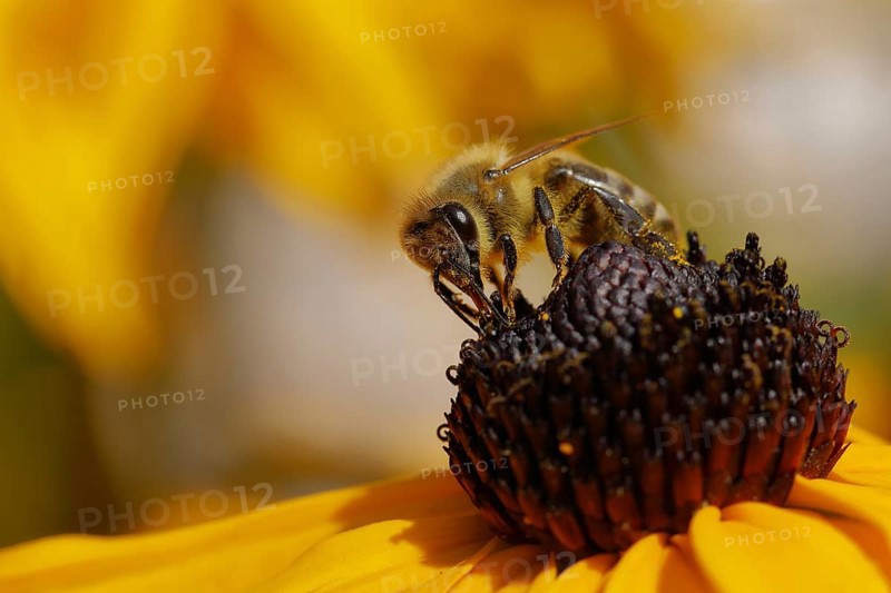 Honey bee