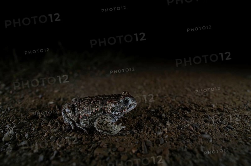 Natterjack toad