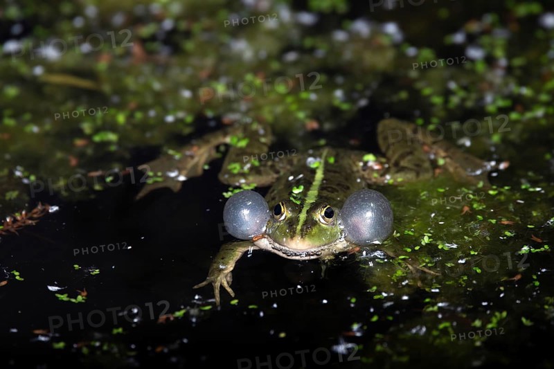 Marsh frog