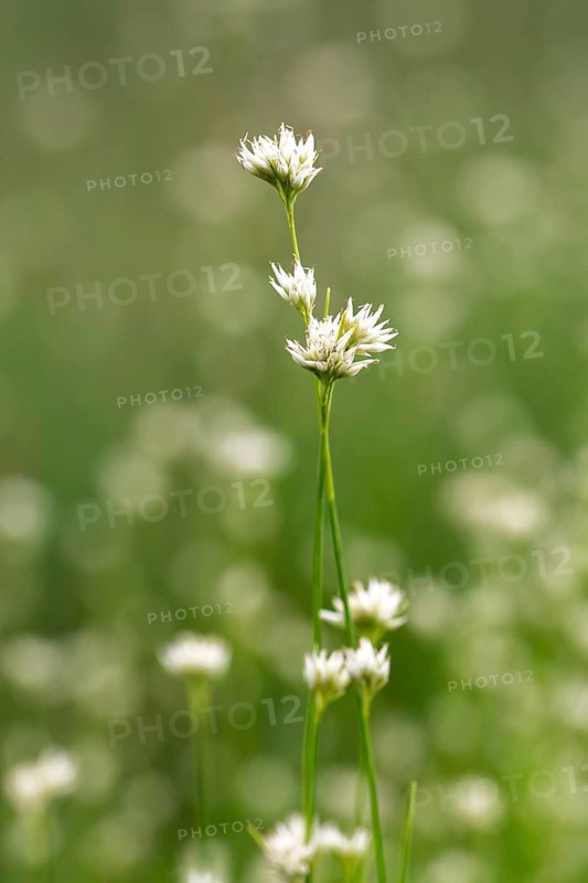 White beak sedge