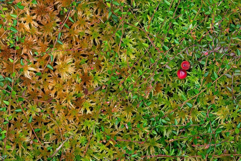 Small cranberry