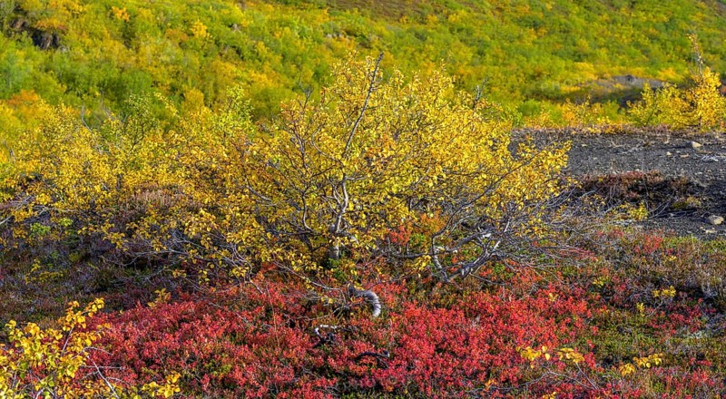 Low birch forest in autumnal colours