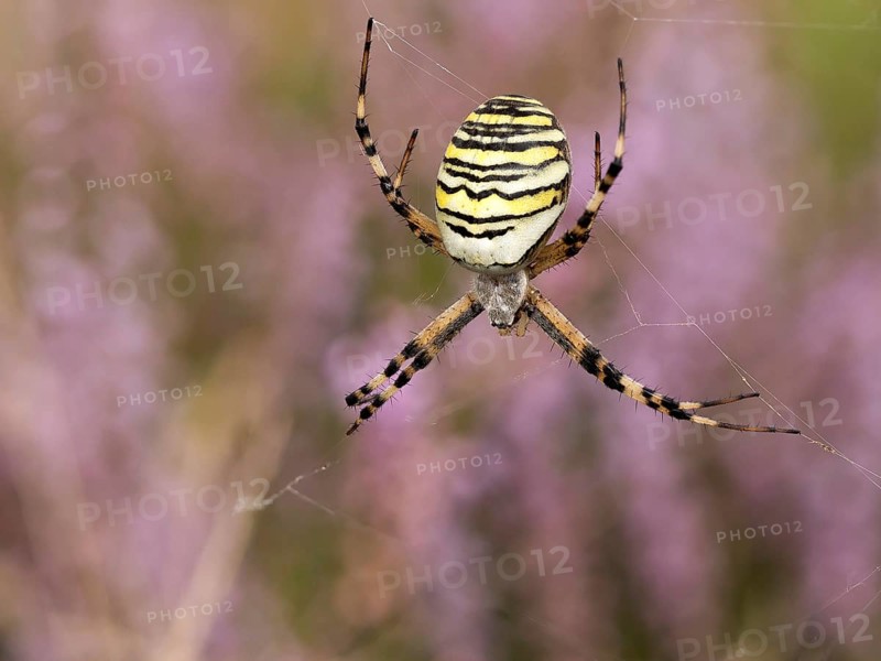 Wasp spider