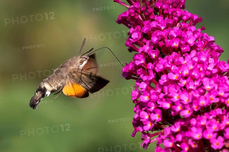 Hummingbird hawk-moth