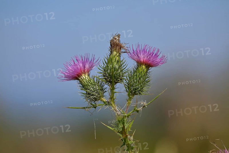 Spear Thistle
