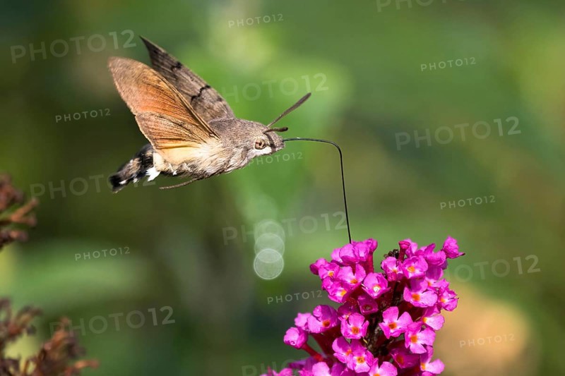 Hummingbird hawk-moth