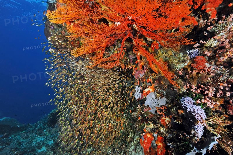 Shoal of Pigmy sweeper