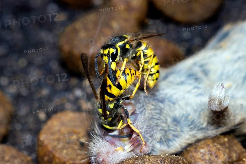 Two Wasps