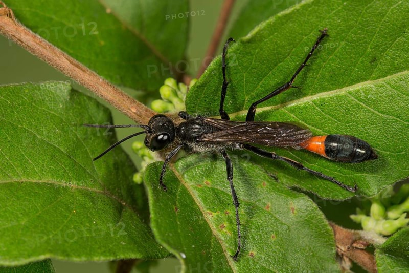 Red banded sand wasp