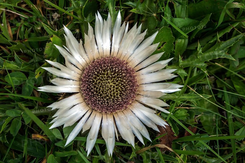 Silver thistle