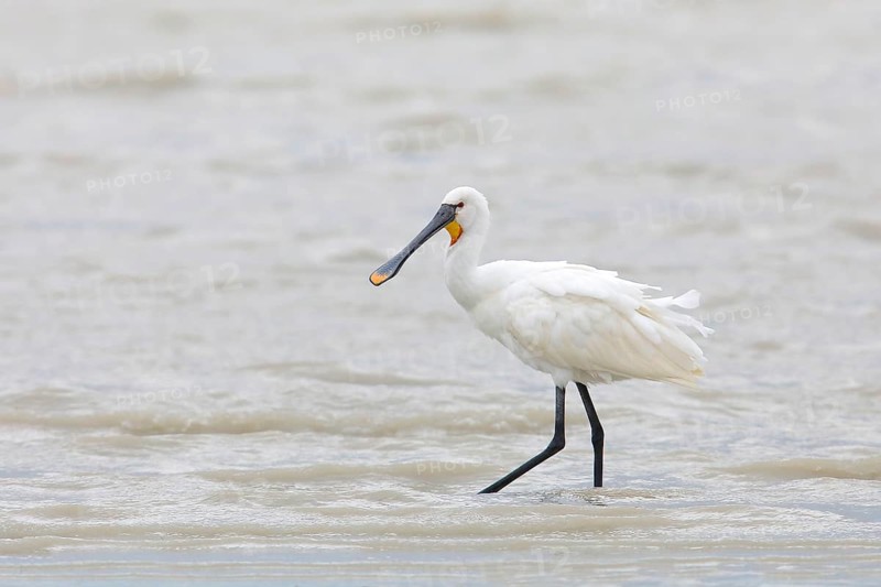 Eurasian spoonbill