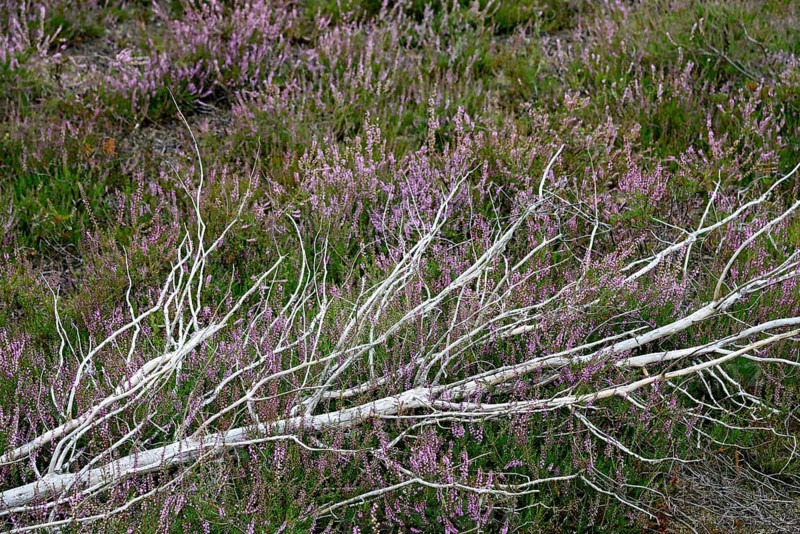 Heathland