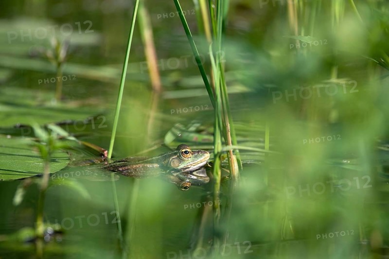 Marsh frog