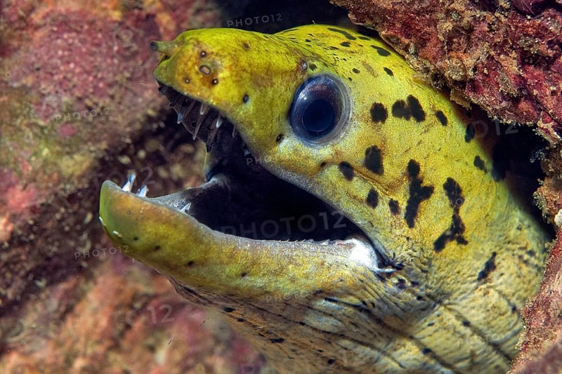 Spotted Fimbriated moray