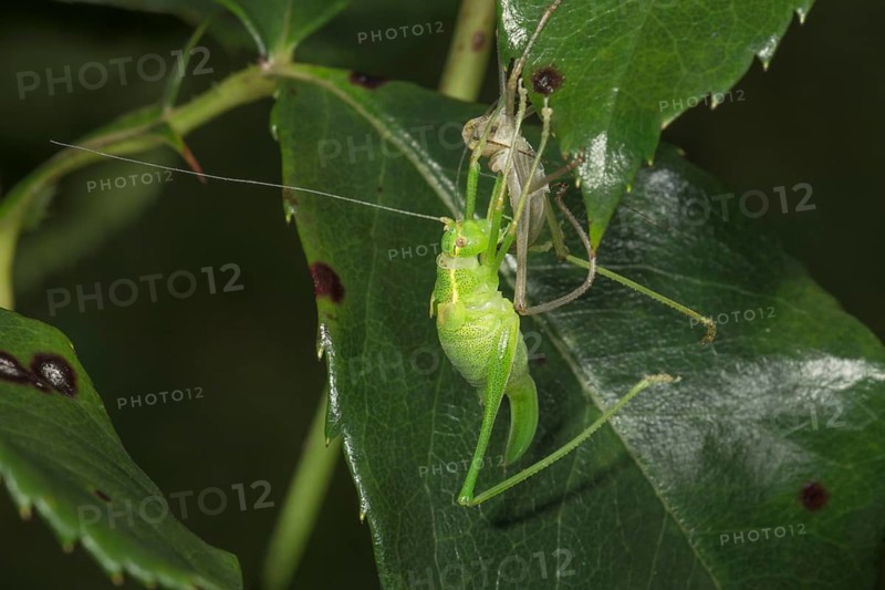 Punctate stick insect