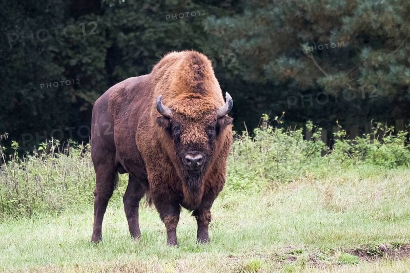 European bison