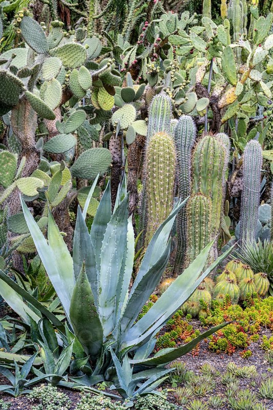 Cacti collection in the town garden of Ueberlingen on Lake Constance