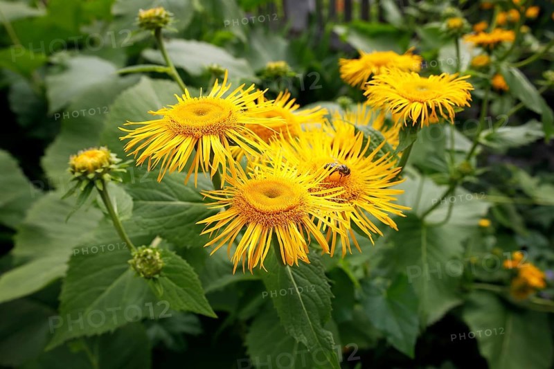 Elecampane