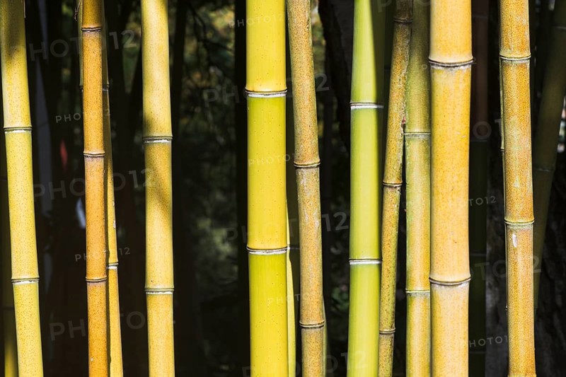 Bamboo