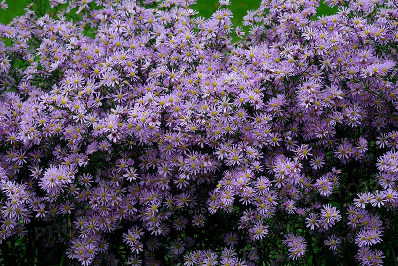Flowering autumn asters
