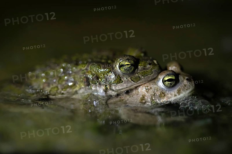 European green toad