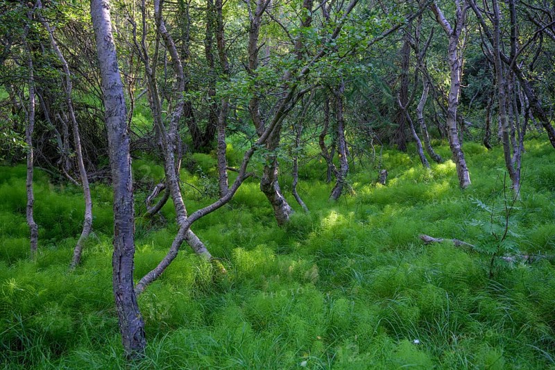 Birch forest and horsetails
