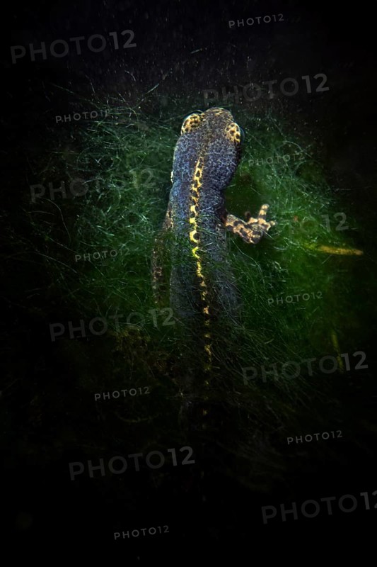 Alpine newt