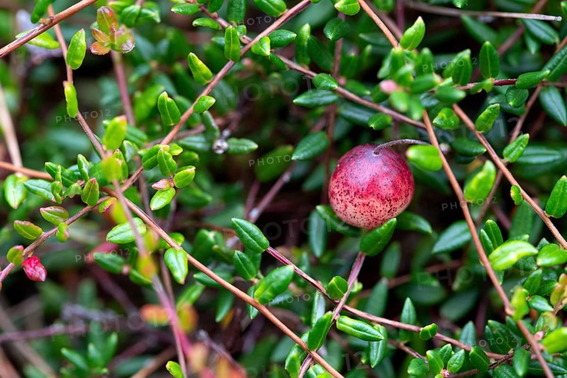 Small cranberry