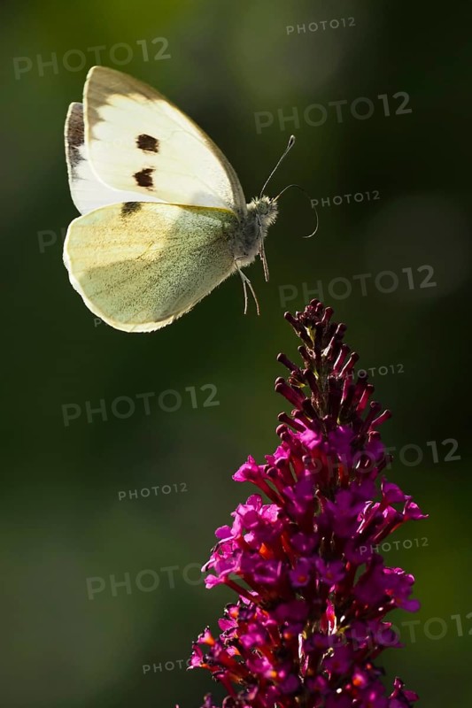 Cabbage butterfly