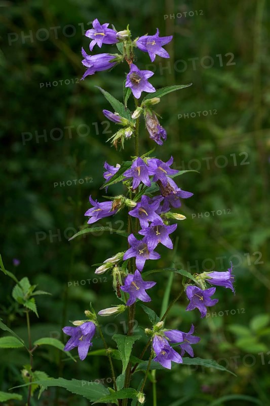 Nettle leaved bellflower