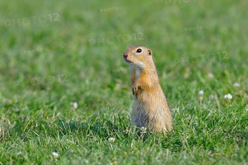European ground squirrel