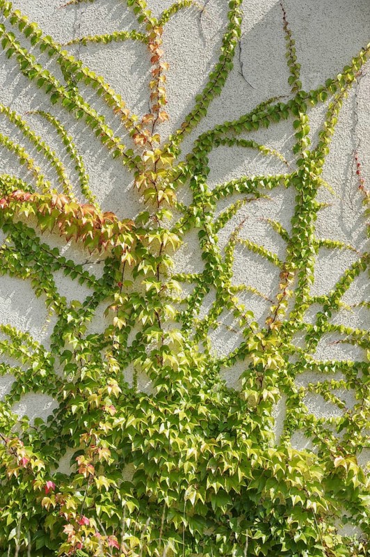 Boston ivy