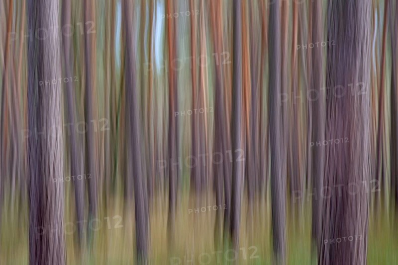 Pine