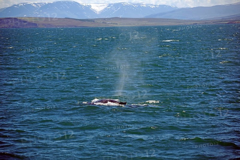 Humpback whale blows out