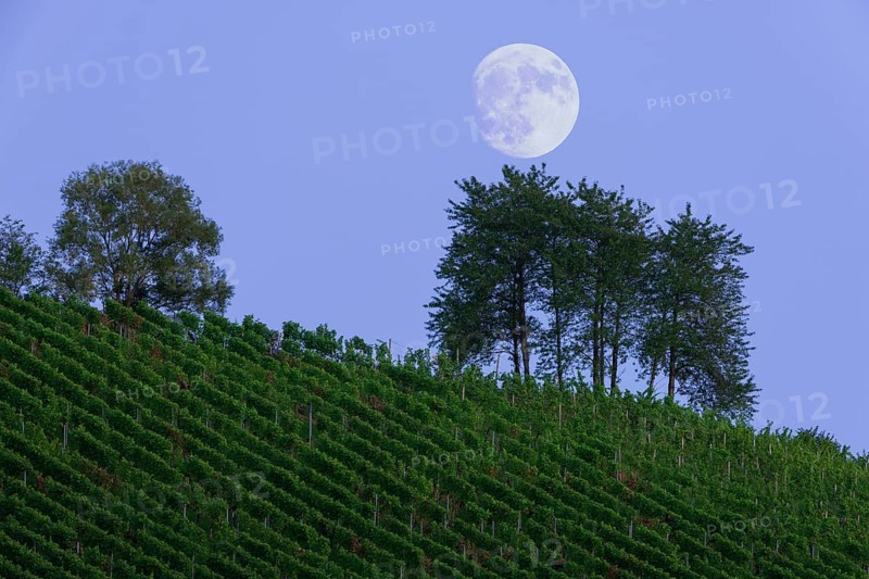 Moonrise over vineyard