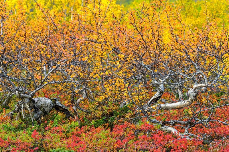 Low birch forest in autumnal colours